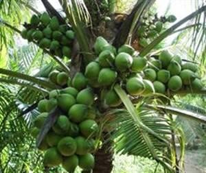 Ben Tre ready for the 2012 Coconut Festival - ảnh 1